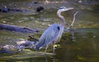 Fort Snelling State Park is a good spot to see a great blue heron. This one was seen wading in a creek near Lake Nokomis in Minneapolis.