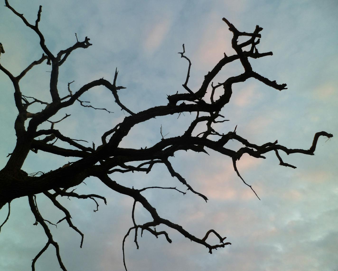 Spooky rural scene. Skeletal winter trees silhouetted against the sky, looming menacingly. Eerie, gothic and slightly haunting... An excellent scene for a horror story.