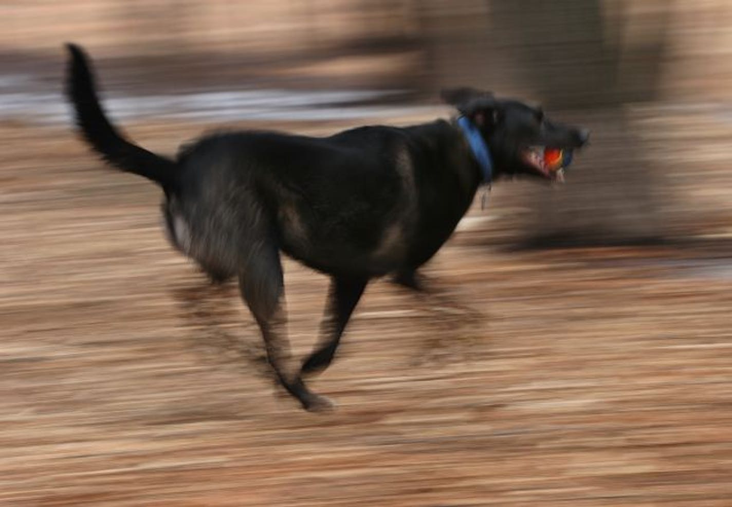 TOM WALLACE�twallace@startribune.com A story on the best dog parks in town for Signature's Out There page. Lake of the Isles dog park is one of the favorites in the Minneapolis lake area full of friends and deep in Mulch. Oscar is an eveready chaser of the tennis ball for owner Sam Osterhout. 612 501 4294. Osterhout@gmail.com