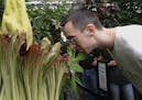 Dan Hagen of Berlin, Conn., smells the University of Connecticut's rare "corpse flower", the bud of the exotic Sumatran plant, the Titan Arum, in Stor
