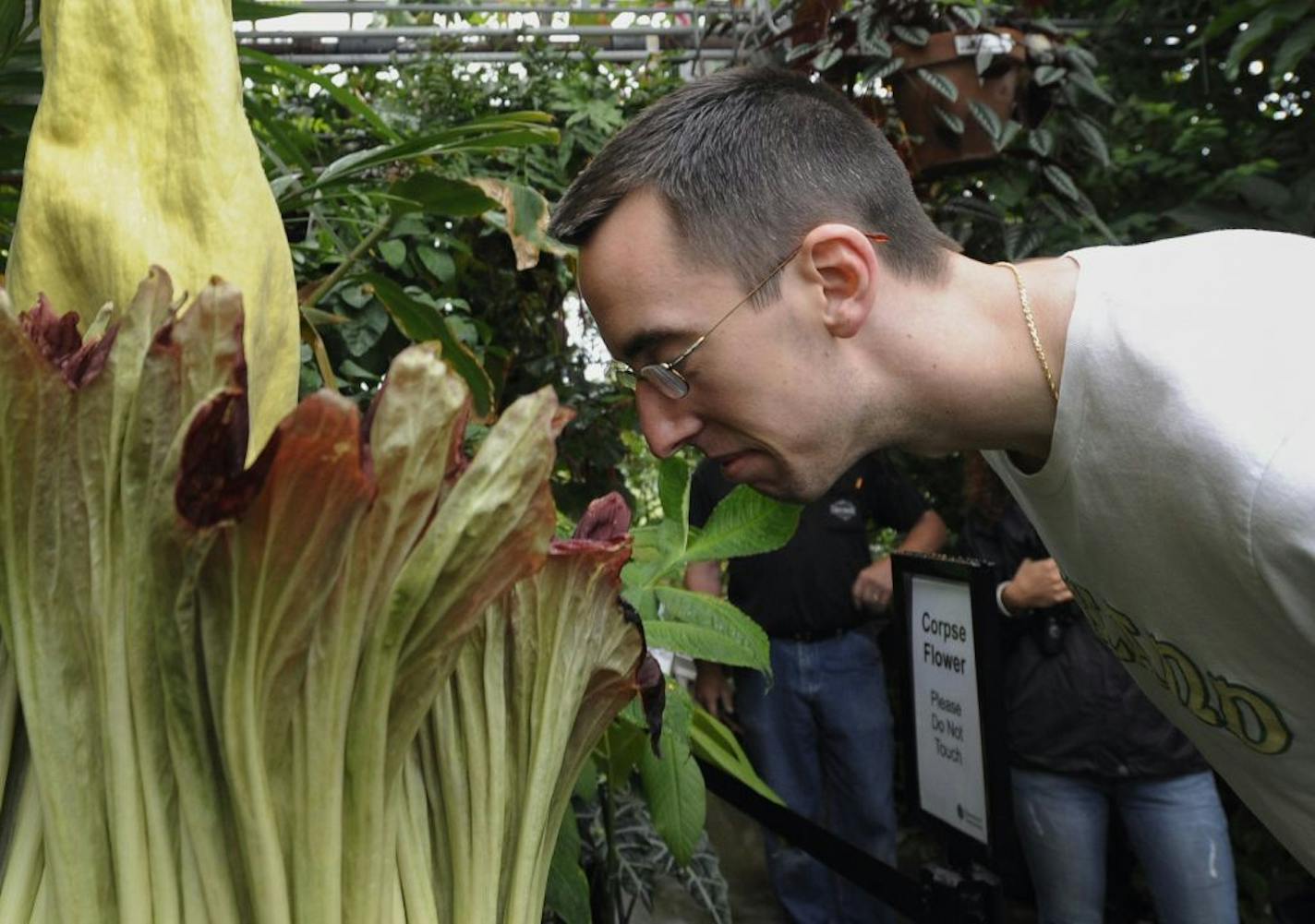 Dan Hagen of Berlin, Conn., smells the University of Connecticut's rare "corpse flower", the bud of the exotic Sumatran plant, the Titan Arum, in Storrs, Conn., Friday, June 17, 2011. The plant has bloomed only twice since the seed was planted in 1994, and previous blooms in 2004 and 2007 drew scores of visitors.