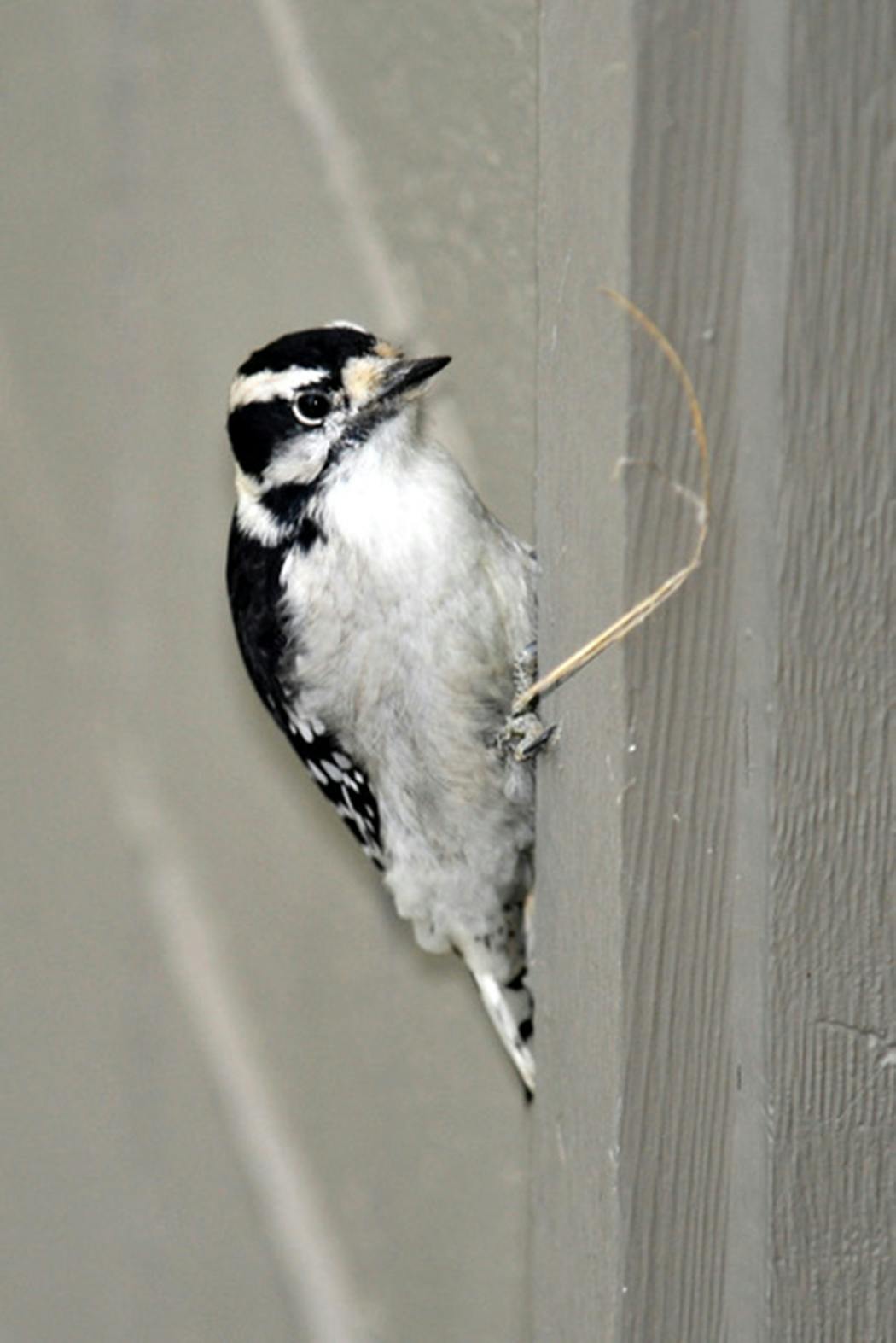 Downy woodpeckers love to peck.
