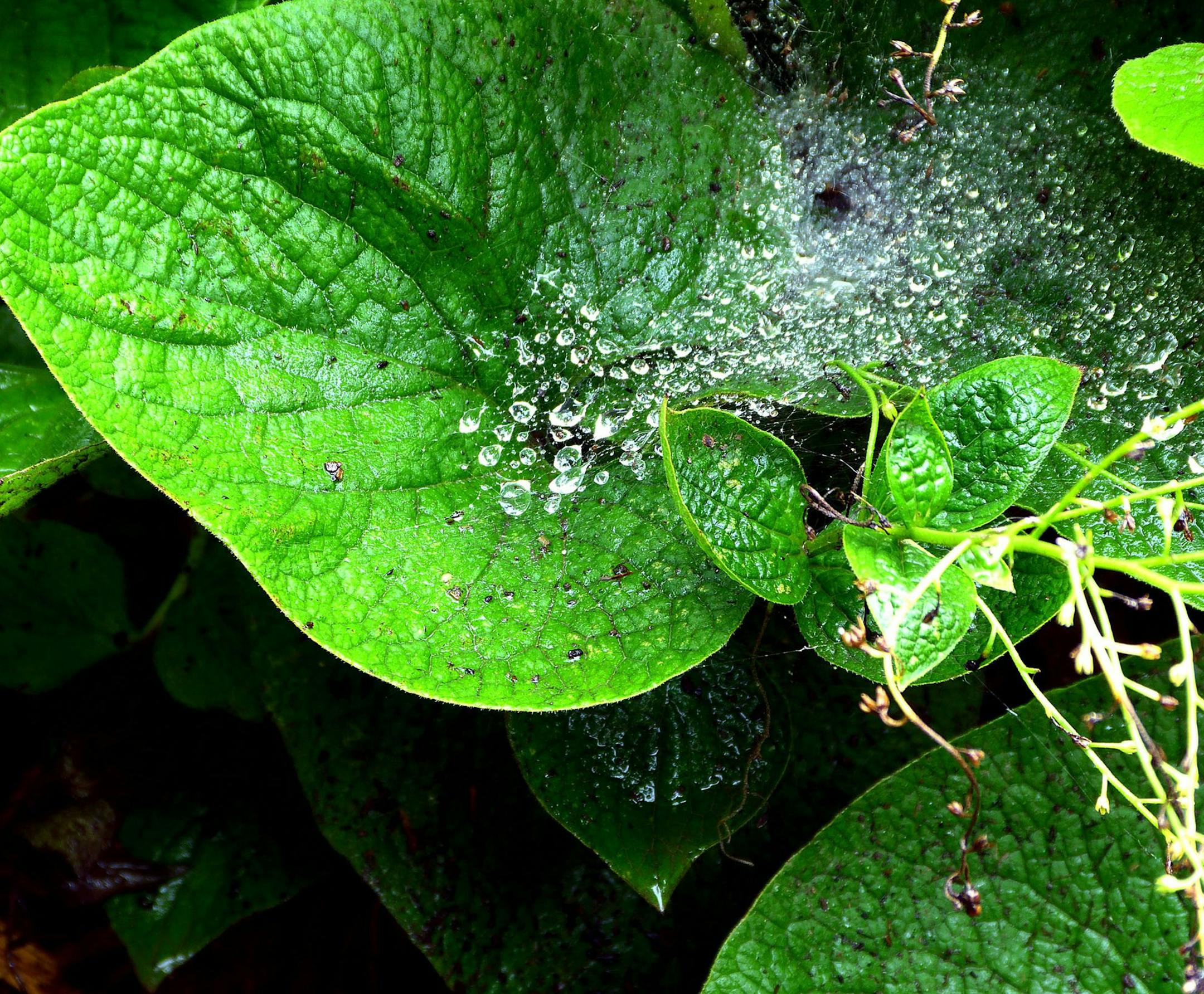 The distinctive palm-shaped Brunnera leaf, with spent flower buds, pictured in late June. (Fred Ortlip/St. Louis Post-Dispatch/TNS)