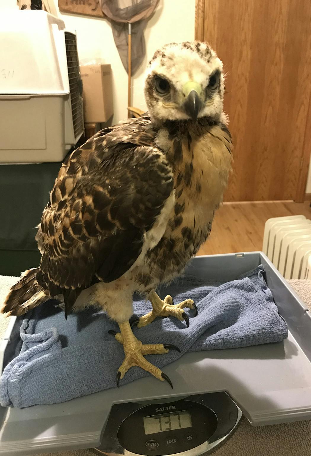The young red-tailed hawk was cared for by The Raptor Center after being brought to staff Gail Buhl’s home June 10. It was hungry and a little dehydrated more than anything.