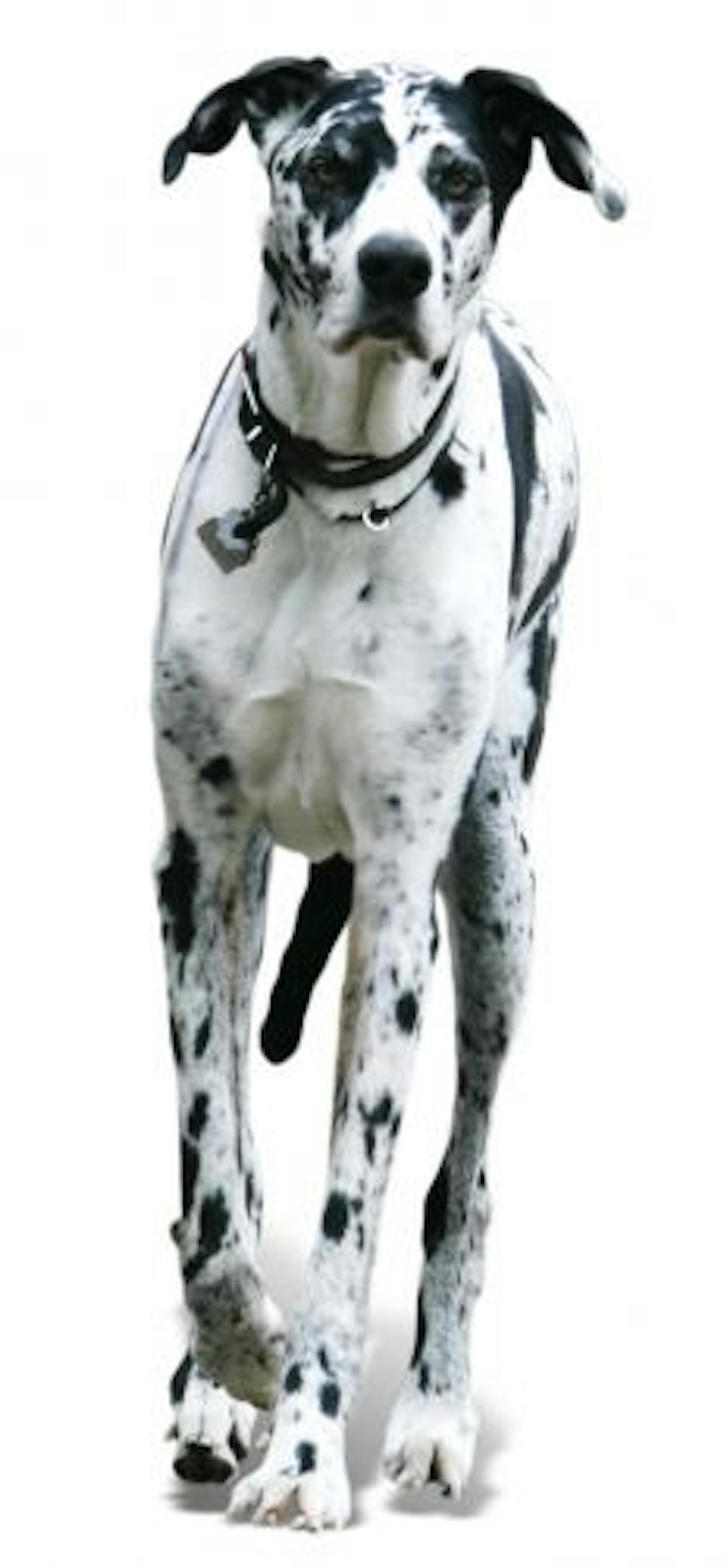 Great Dane