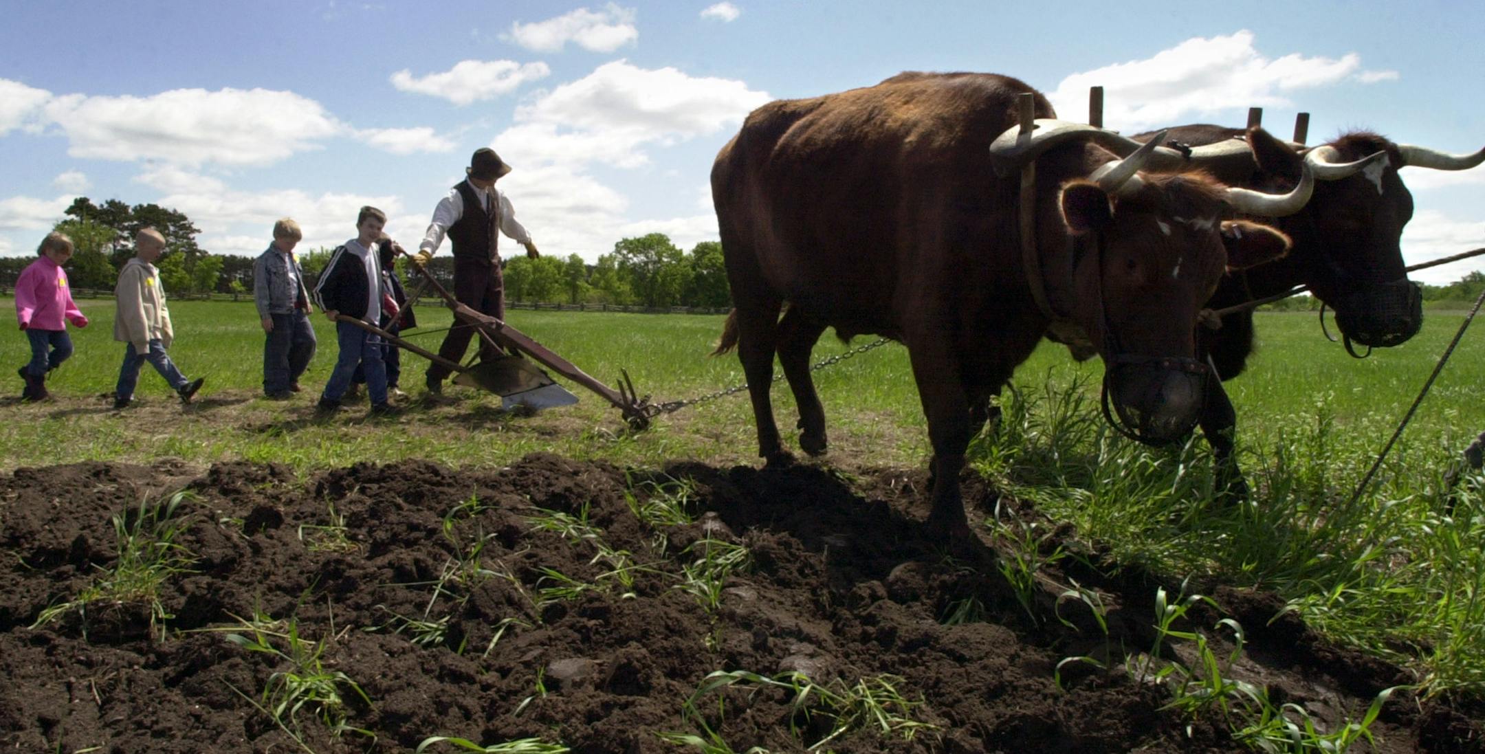 Elk River, Mn., Tues., May 20, 2003--Second graders from Isanti Elementary try their hand at plowing behind a team of oxen with the help of Oliver H. Kelley Farm Interpreter Dan Bentler (the man wearing a hat at center). The Kelley farm could close due to Minnesota Historical Society budget cuts. ORG XMIT: MIN2013043014070863