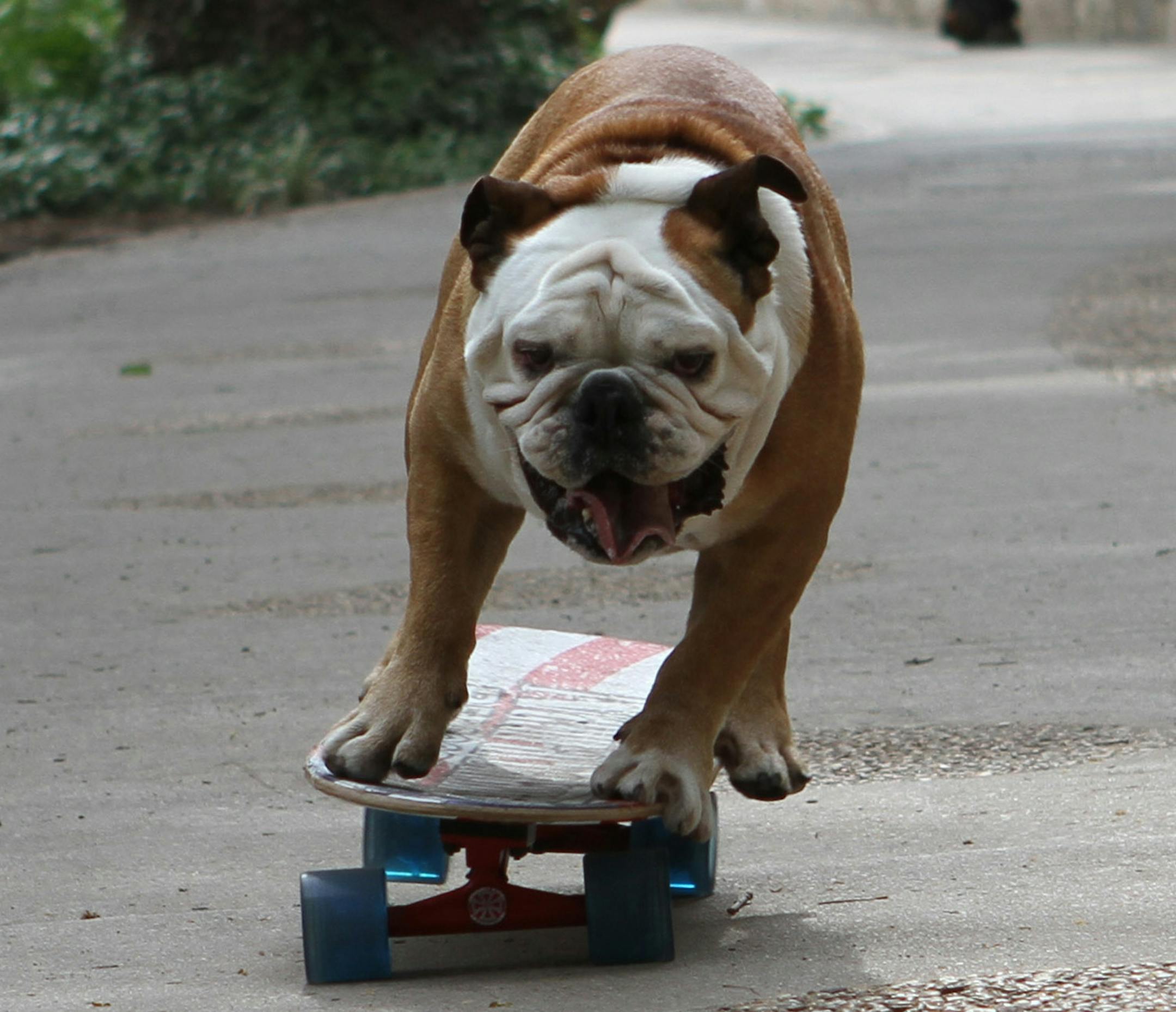 Tillman, a skateboarding, surfing and snowboarding bulldog recognized as the most popular dog in the United States, ventures with his owner Ron to travel the country in search of the most spectacular, high-flying canines. Together they recruit a colorful cast of the most talented pooches to help select one lucky mutt to become the most talented dog in America!
