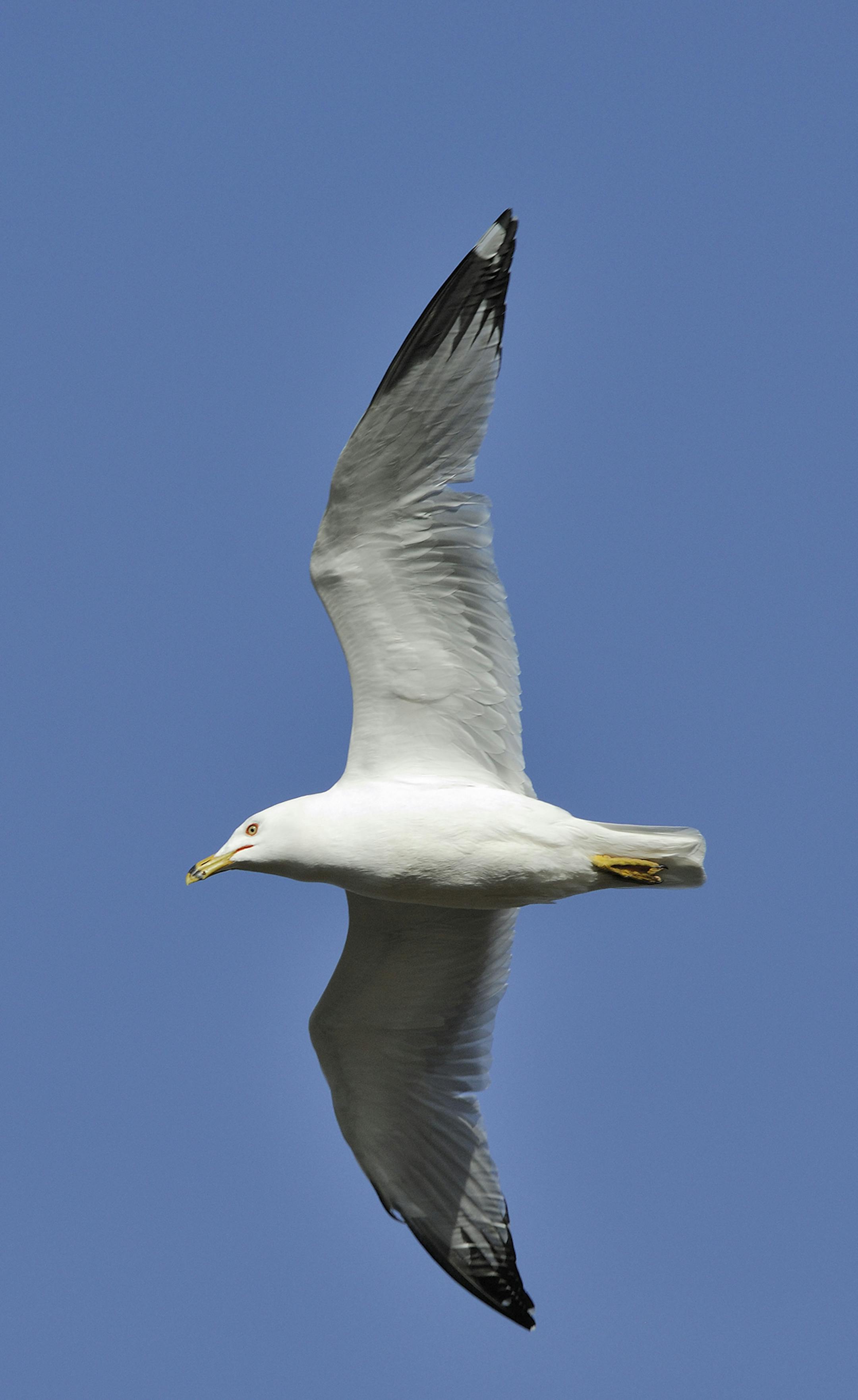 DO NOT USE. ONE-TIME ONLY WITH BILL MARCHEL COPY. Photo by Bill Marchel. No water outing is complete without a seagull sighting. This ring-billed gull is the most common species in Minnesota.