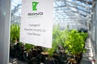 Minnesota Medical Solutions will be supplying half of the state's medical marijuana.