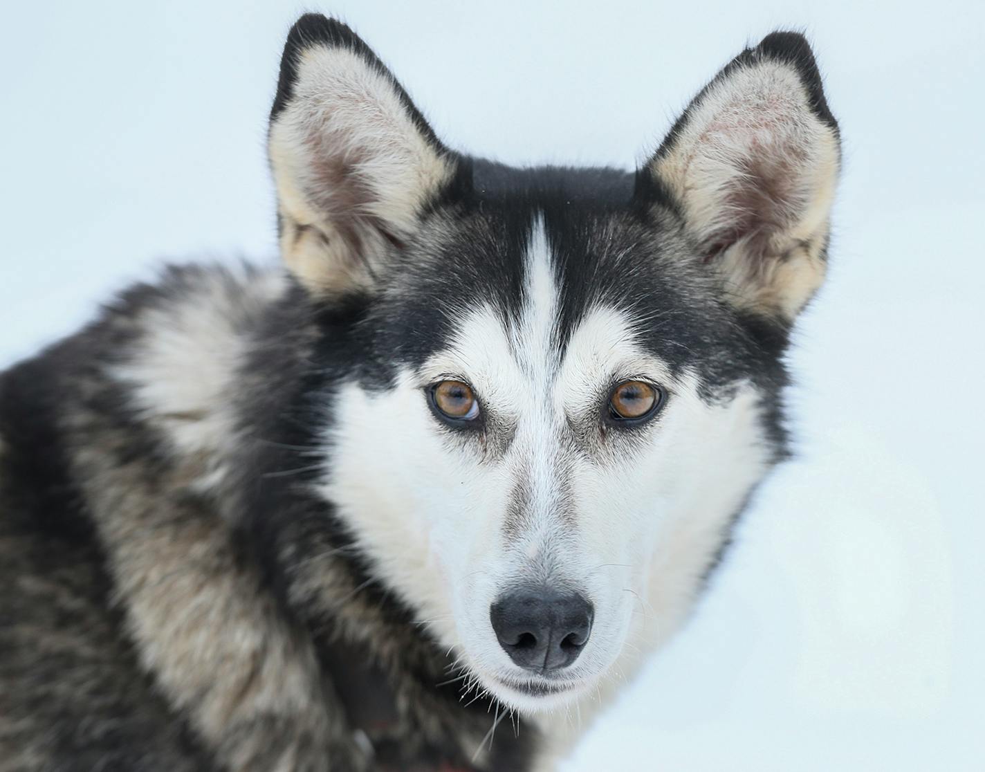 Mittens - Colleen Wallin, Silver Creek Sled Dogs, handicaps her gang line and tells us what makes her dogs tick. Advancer for Beargrease Sled Dog Race. ] BRIAN PETERSON ¥ brian.peterson@startribune.com
Two Harbors, MN 12/18/2017