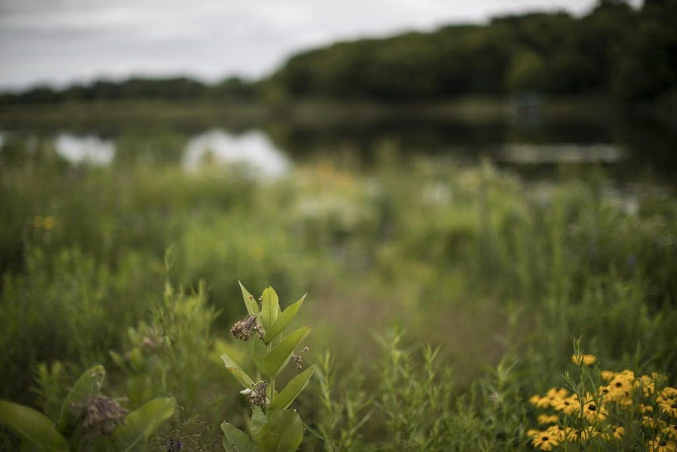 Native wildflowers and grasses grow on the shoreline.