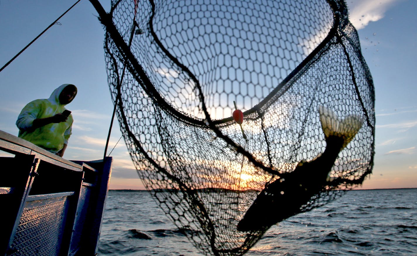 A walleye is netted, caught on the Twin Pines Resort boat in 2015