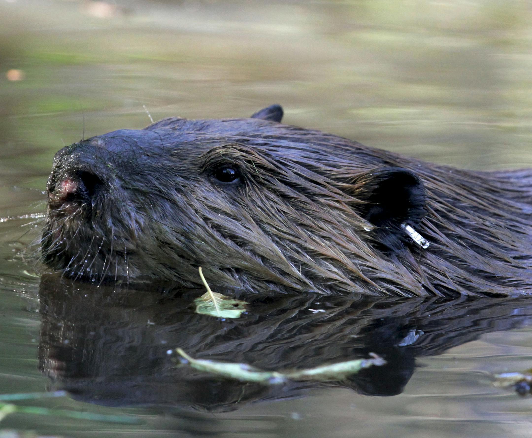 In this Sept. 12, 2014, photo, a tagged 50-pound male beaver nicknamed "Quincy" swims in a water hole near Ellensburg, Wash., after he and his family were relocated by a team from the Mid-Columbia Fisheries Enhancement Group. Under a program in central Washington, nuisance beavers are being trapped and relocated to the headwaters of the Yakima River where biologists hope their dams help restore water systems used by salmon, other animals and people. (AP Photo/Manuel Valdes)