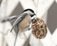 Balls of seeds very attractive for chickadees