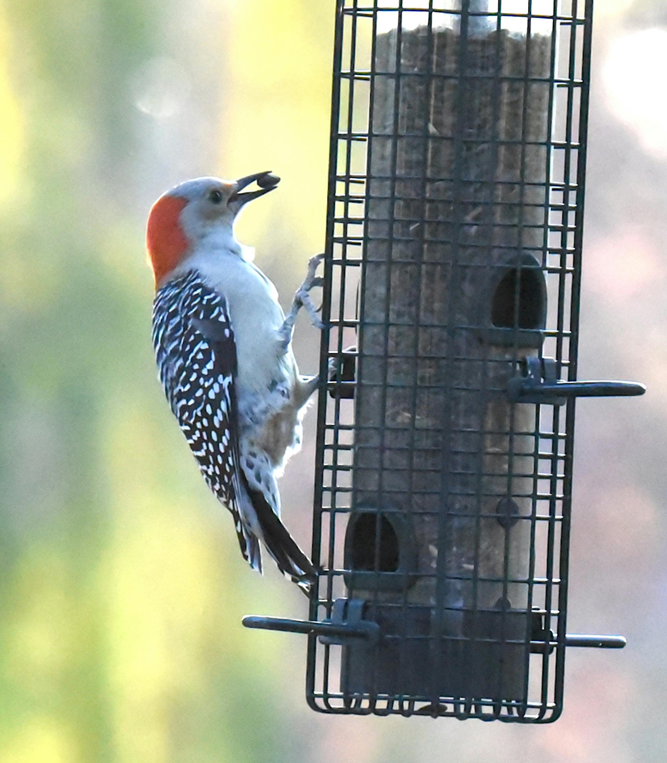 Red-bellied woodpecker with seed. Jim Williams photo
