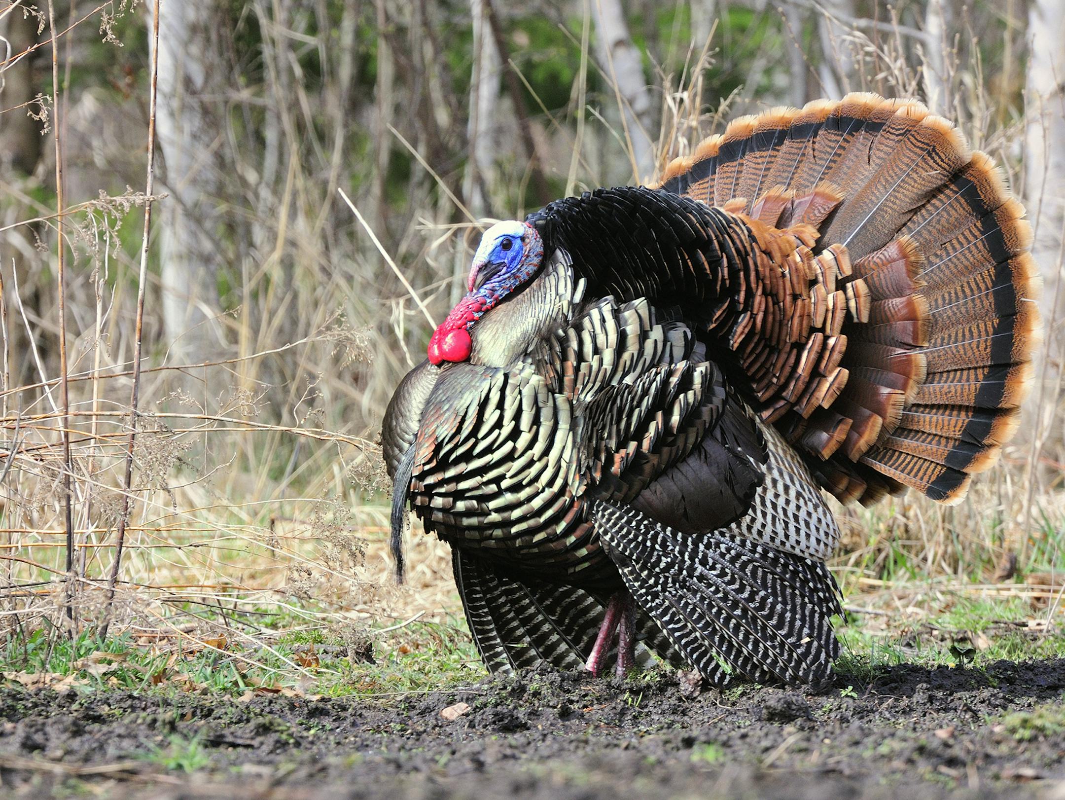 Marchel used a diaphragm turkey call to lure this big gobbler into camera range.