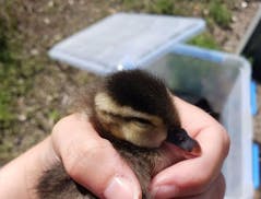 A duckling rescued from a drain on I-694 in Little Canada.
