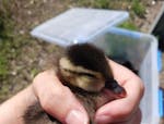 A duckling rescued from a drain on I-694 in Little Canada.