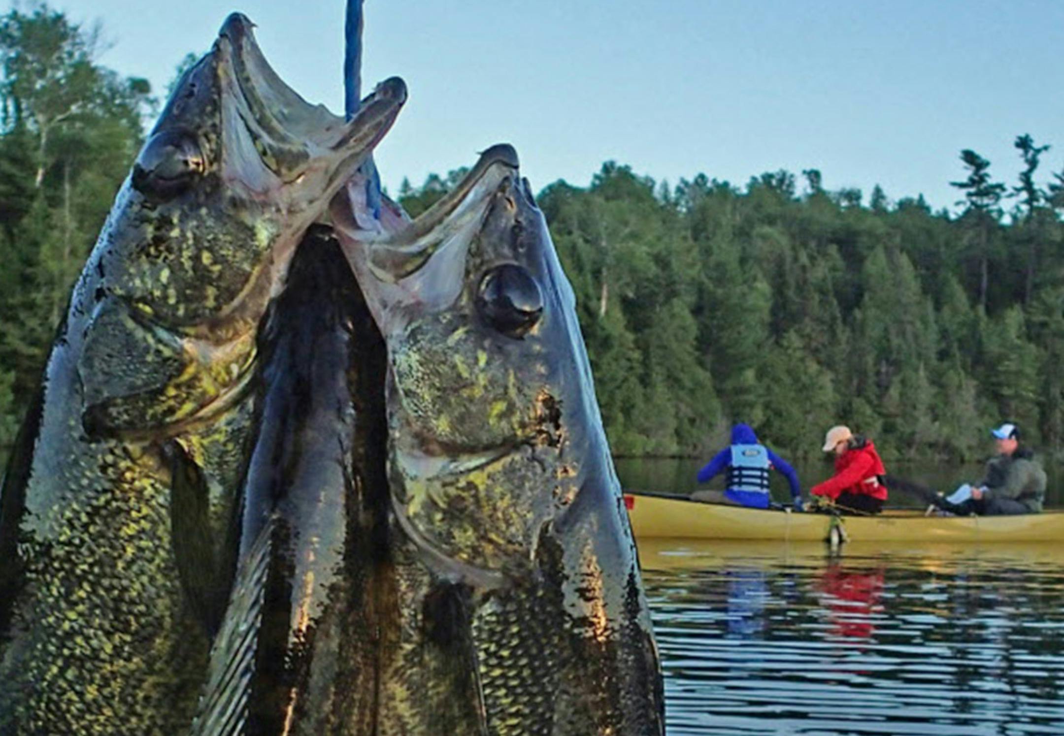 Eating walleyes fried over a campfire is one reason paddlers return year after year to the BWCA.