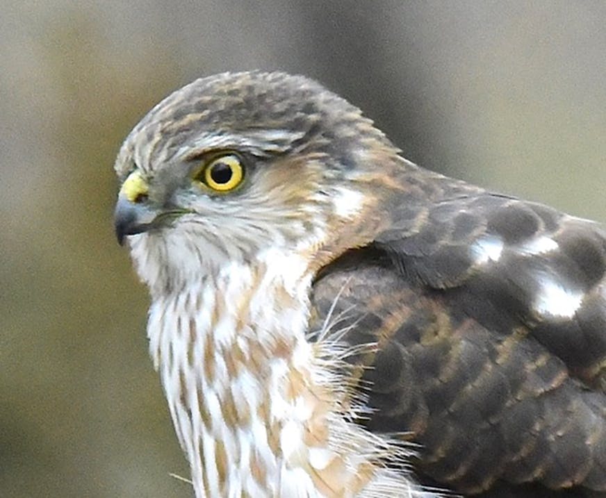 A closeup of the head of a young Cooper's hawk in profile.