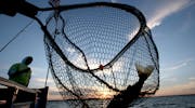A walleye is netted, caught on the Twin Pines Resort boat at sunset Wednesday, July 29, 2015, during an evening excursion on Lake Mille Lacs.](DAVID J