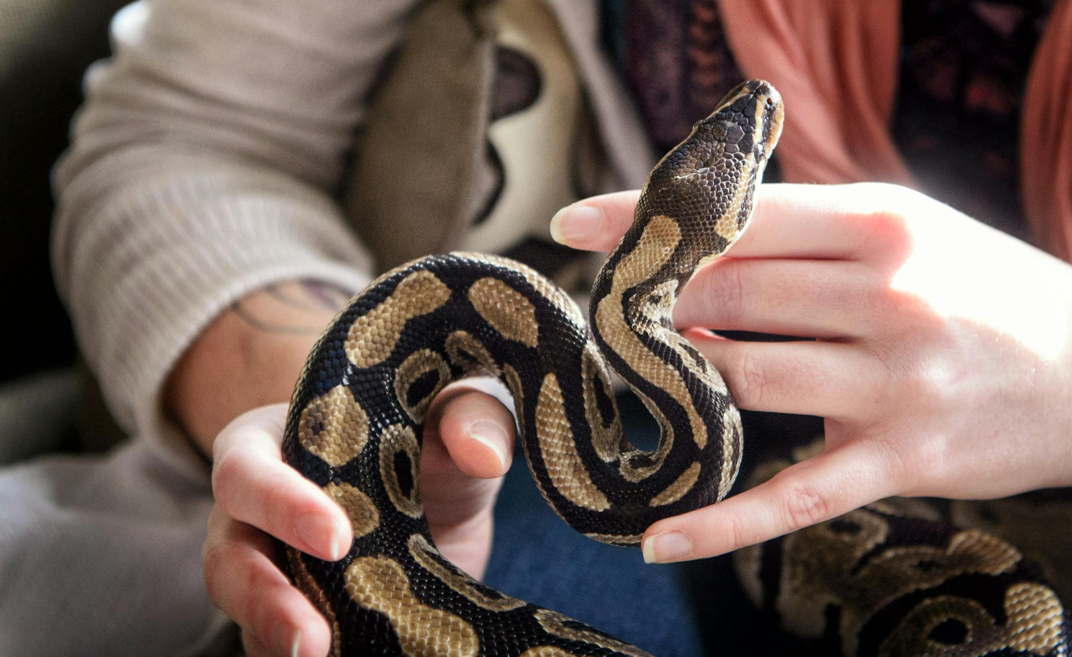 Kirsten Engeseth held Chimera, a 4 1/2 foot ball python on her family room couch. He came to her from someone who was moving to an apartment that didn't allow snakes. ] GLEN STUBBE * gstubbe@startribune.com Wednesday, March 2, 2016 An Eden Prairie woman has started Creepy Crawly, a rescue organization for reptiles, out of her home to care for reptiles that owners abandon or can't keep. The humane society doesn't take them and there's few places for them to go, since they require special diets an