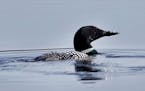 As part of the BP legal settlement, the U.S. Fish and Wildlife Service awarded Minnesota agencies more than $6 million for loon conservation efforts. 