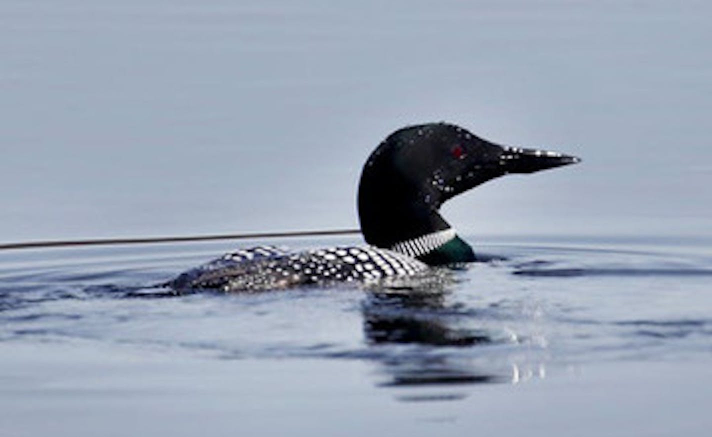 As part of the BP legal settlement, the U.S. Fish and Wildlife Service awarded Minnesota agencies more than $6 million for loon conservation efforts. (David Joles/Minneapolis Star Tribune/TNS) ORG XMIT: 1577307