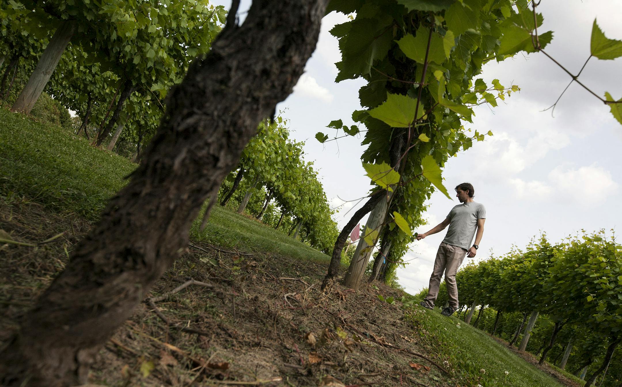 Winemaker and production manager Martin Polognioli inspected rows of healthy Marquette grapevines at St. Croix Vineyards in Stillwater this week.