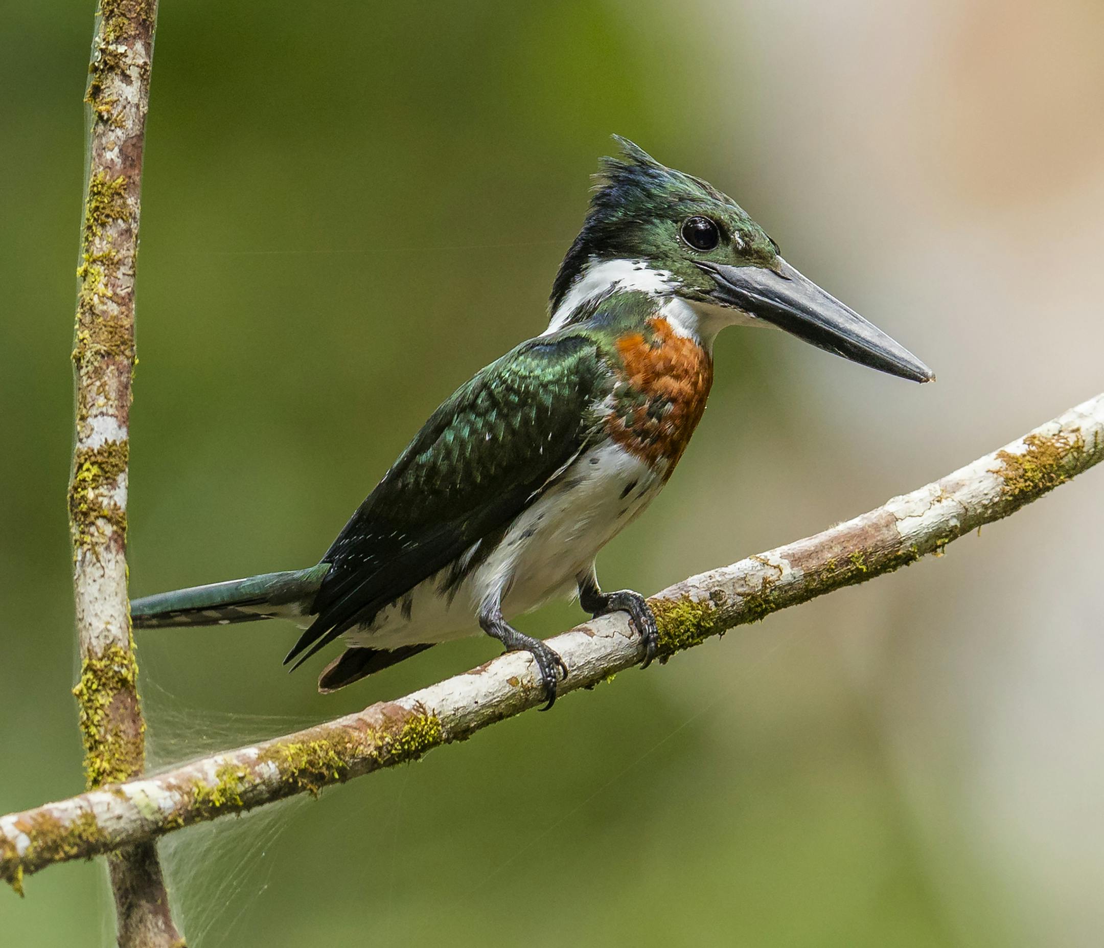 A photo provided by the Wildlife Conservation Society of an Amazon kingfisher. In June 2015, a team of scientists at Madidi National Park in Bolivia documented 8,524 different species in the park. (Rob Wallace/Wildlife Conservation Society via The New York Times) -- NO SALES; FOR EDITORIAL USE ONLY WITH NYT STORY SCI WATCH BY JAMES GORMAN OF MAY 29, 2018. ALL OTHER USE PROHIBITED. --
