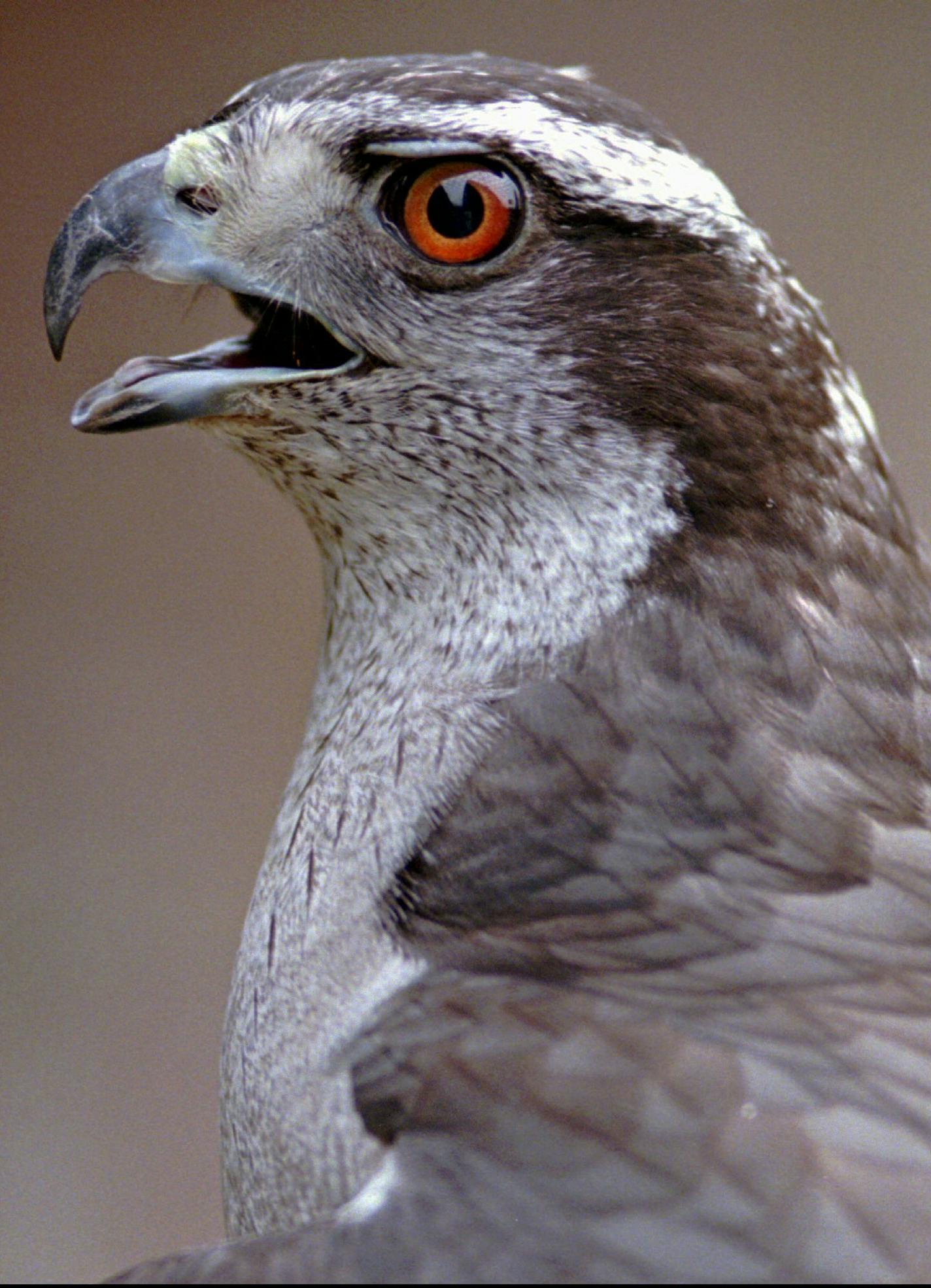 Northern goshawks are among birds expected to be provided sustained habitat through the pending St. Louis County project recommended by the Lessard-Sams Outdoor Heritage Council. ORG XMIT: MIN2013050617055956