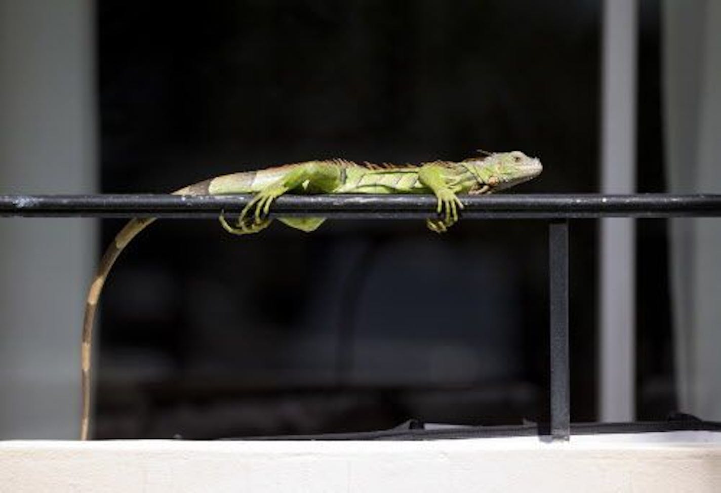 In this Thursday, Feb. 9, 2017 photo, an iguana lounges on a railing on a condominium in Sunny Isles Beach, Fla. Perched in trees and scampering down sidewalks, green iguanas are so common across the suburbs here that many see them as reptilian squirrels instead of exotic invaders.