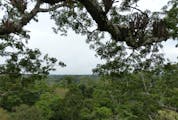 In Ecuador, the Waorani people call the ceibo tree the Tree of Life. DAVID GEORGE HASKELL