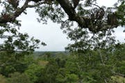 In Ecuador, the Waorani people call the ceibo tree the Tree of Life. DAVID GEORGE HASKELL