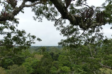 In Ecuador, the Waorani people call the ceibo tree the Tree of Life. DAVID GEORGE HASKELL