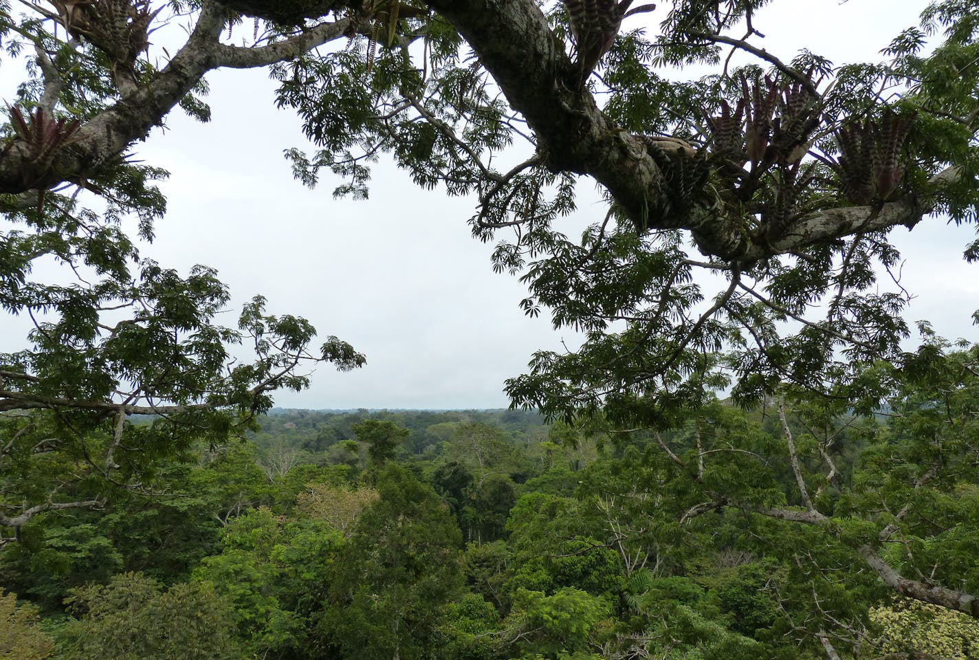 In Ecuador, the Waorani people call the ceibo tree the Tree of Life. DAVID GEORGE HASKELL