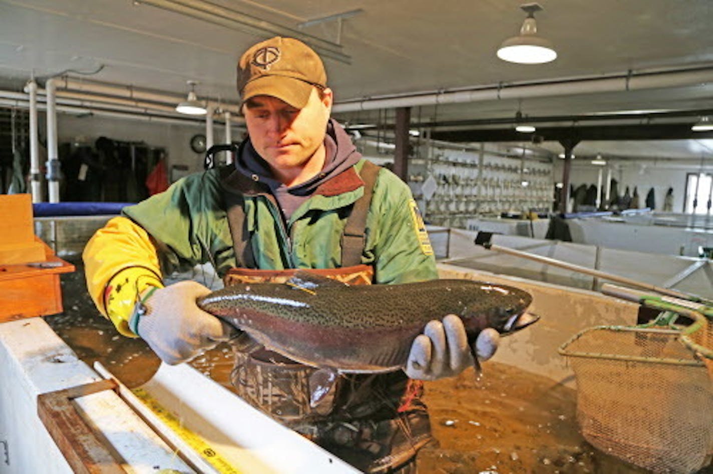 Monday was the first day this spring that DNR staff at the French River hatchery captured Kamloops and steelhead rainbow trout as they entered the French River, about 20 minutes up the shore from Duluth. Here DNR fisheries specialist Dan Wilfond held a captured fish, preparing with other DNR staff to weigh, measure and fit it with an identification tag.