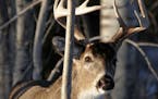 Duluth, MN BRIAN PETERSON &#xd4; bpeterson@startribune.com A whitetail buck keeps a close eye on the photographer as he approaches through the woods n