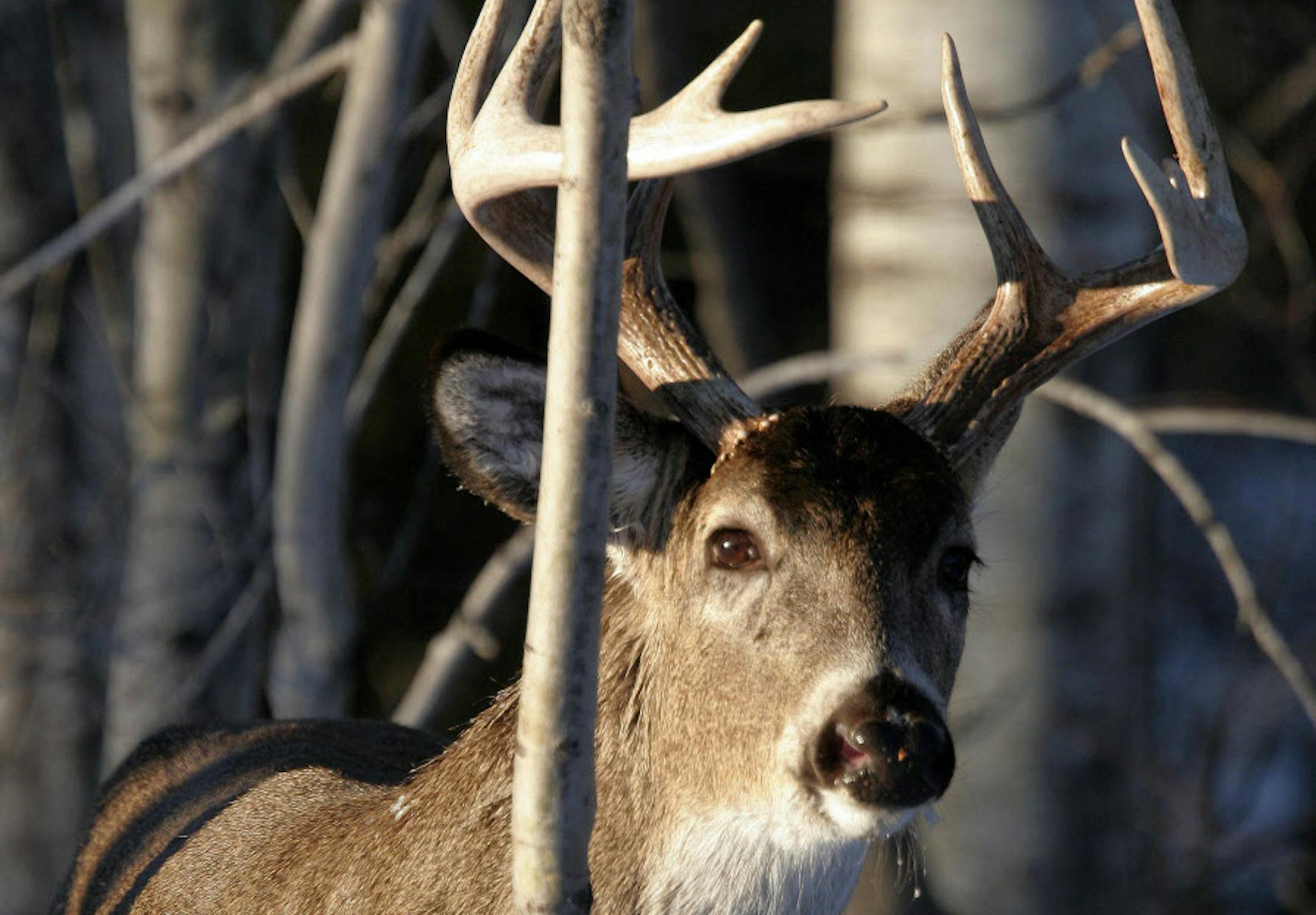 Duluth, MN BRIAN PETERSON Ô bpeterson@startribune.com A whitetail buck keeps a close eye on the photographer as he approaches through the woods near Duluth. ORG XMIT: MIN2013110113162728 ORG XMIT: MIN1311011320035743 ORG XMIT: MIN1501160005103420