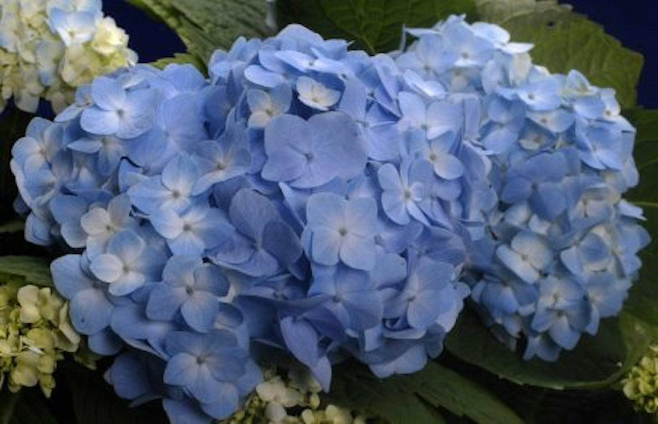 Joel koyama/Star Tribune This is a cover story  on the star plant Endless summer Hydrangea, Hydrangea, 'Bailmer' (PPAF).