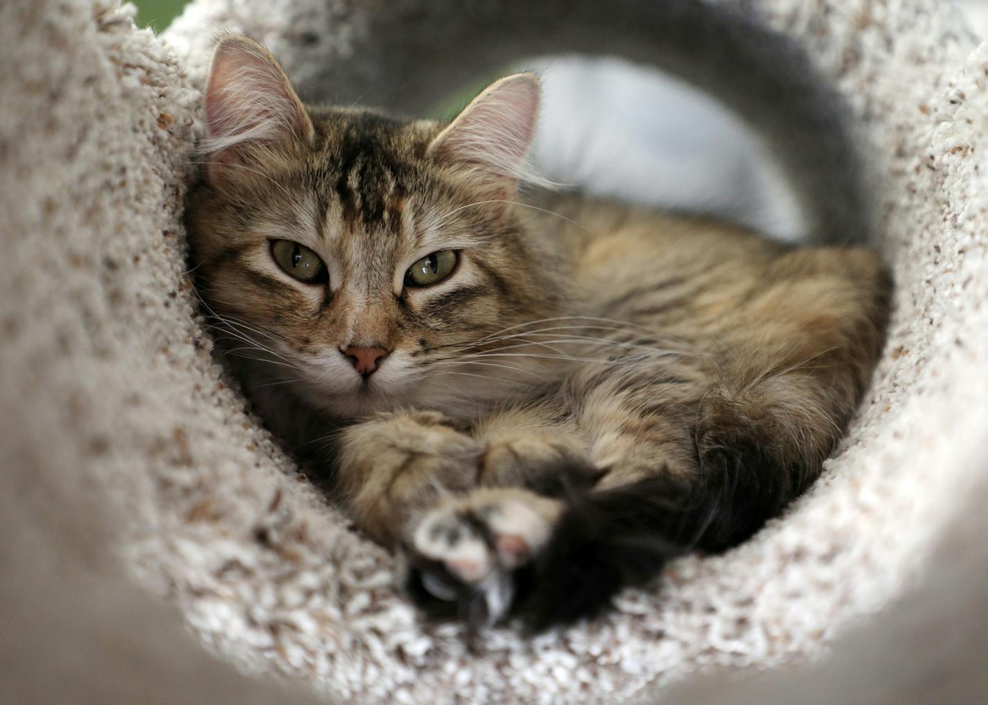 Thea the cat slept high on a perch out of reach of guests Friday afternoon at The Cafe Meow. ] ANTHONY SOUFFLE &#xef; anthony.souffle@startribune.com The Cafe Meow, a coffee shop that allows customers with reservations to mingle with adoptable cats held their grand opening Friday, Feb. 16, 2018 in Minneapolis. Unlike their counterparts in Europe and Japan The Caf&#xc8; Meow cats are in a separate room from the caf&#xc8; because of local codes and regulations. Customers can reserve time slots of