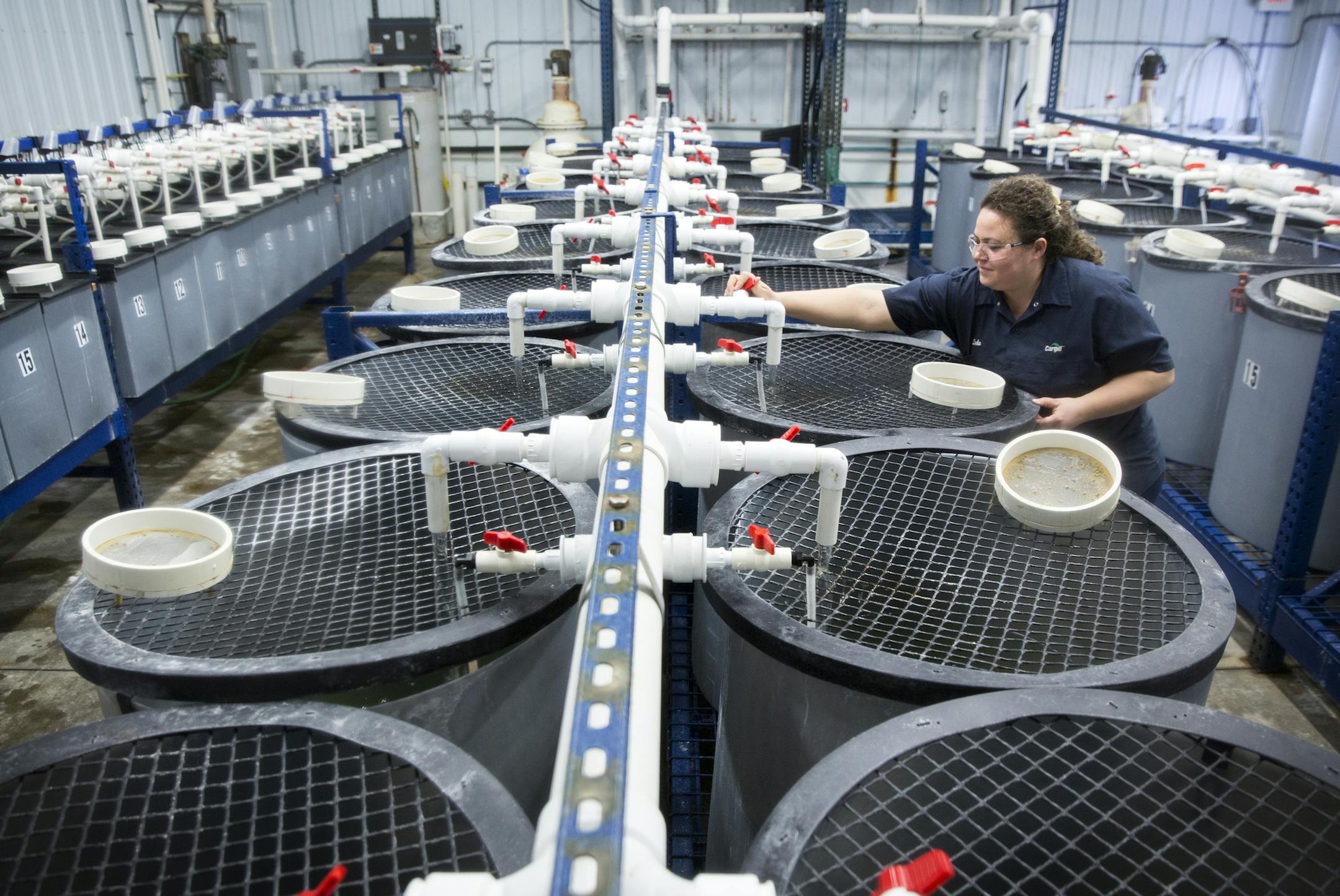 Animal research technician Leda Mox changes the feed in the shrimp tanks at Cargill's Aquaculture lab in Elk River on Tuesday, January 20, 2015. ] LEILA NAVIDI leila.navidi@startribune.com / BACKGROUND INFORMATION: Aquaculture -- fish and shrimp farming -- is still small to compared to hogs, poultry and livestock, but its growing fast and its an important animal feed market for Cargill.