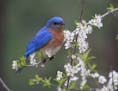 A male bluebird perched on a plum branch.