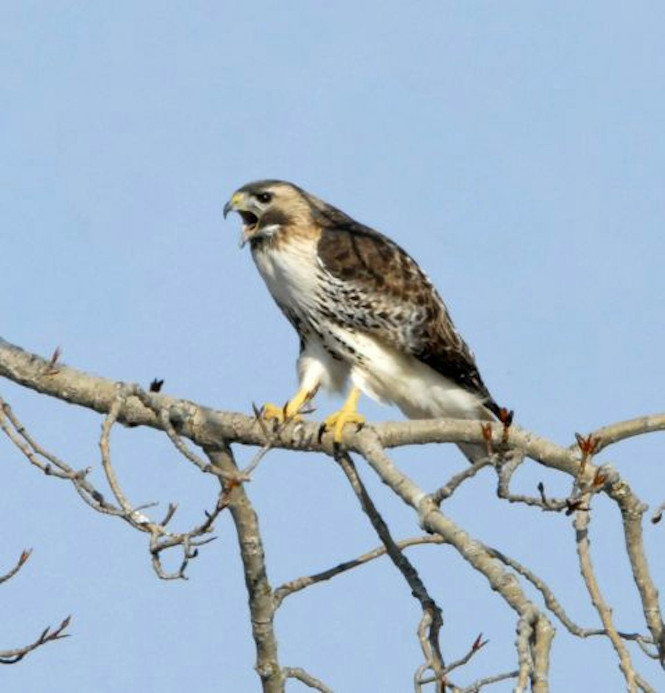 Red-tailed hawk