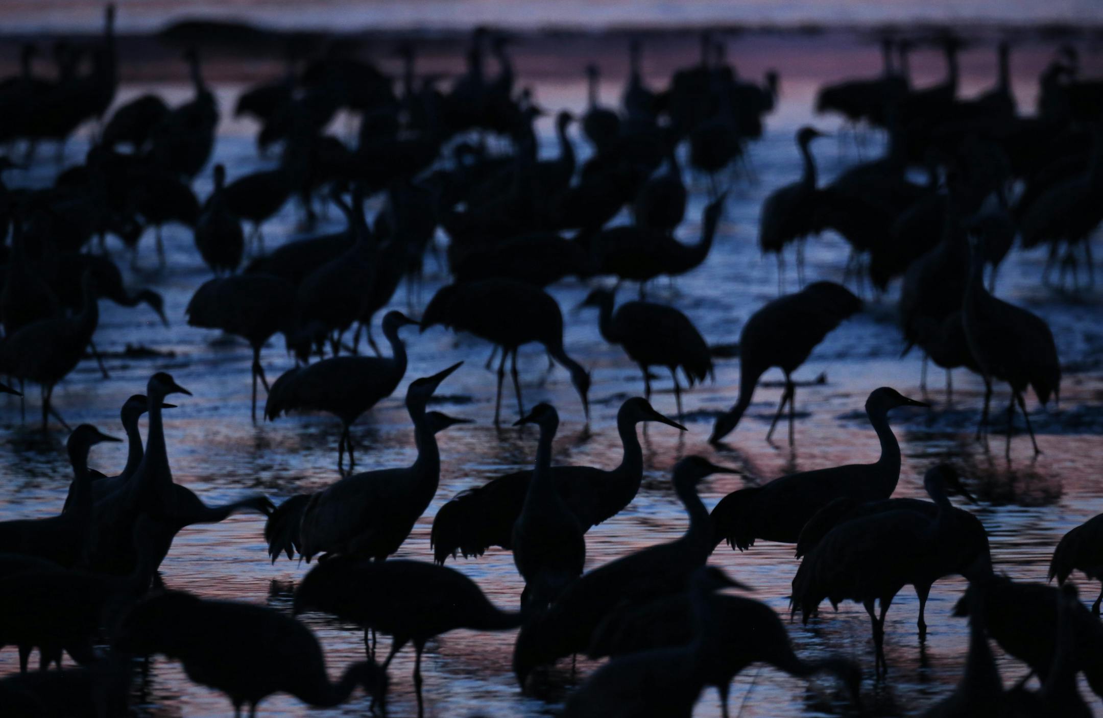 Lesser sandhill cranes fly in at dusk to roost on the Platte River near Gibbon, Neb., March 29, 2013. (E. Jason Wambsgans/Chicago Tribune/TNS)