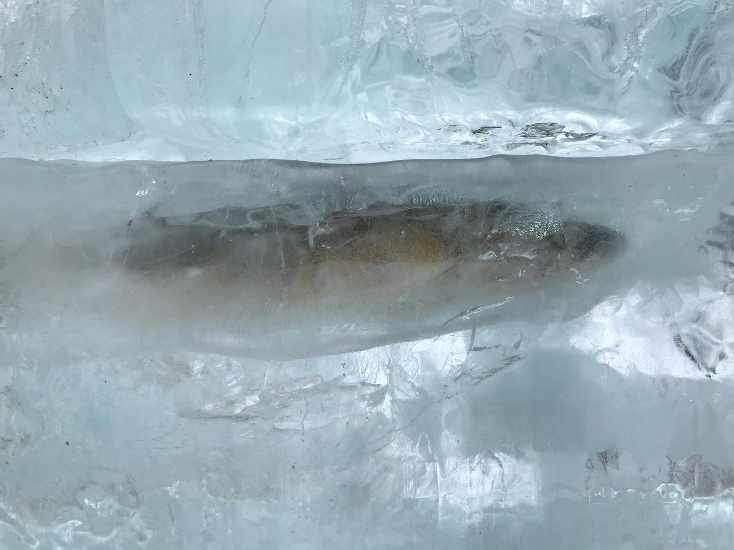 The St. Paul Winter Carnival Ice Palace features a frozen walleye in one of its ice blocks.