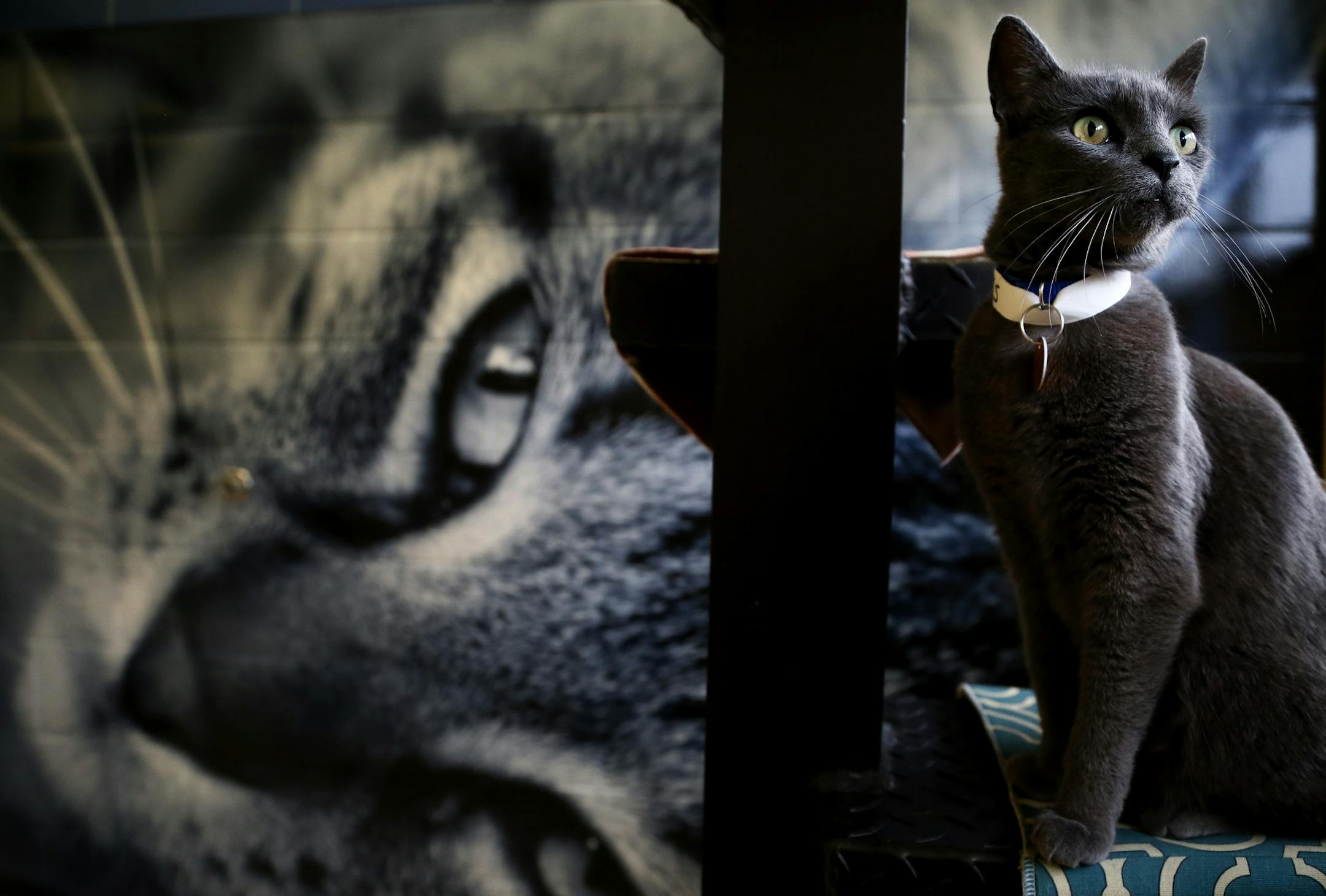 Stella a domestic shorthair cat checked out the newly renovated colony room at the The Humane Society Wednesday September 10 , 2014 in Golden Valley , MN. ] Jerry Holt Jerry.holt@startribune.com