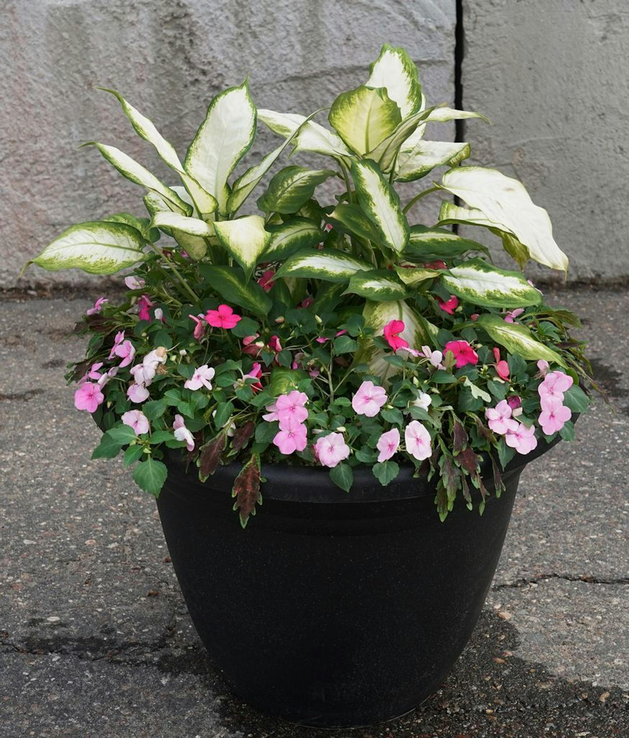 Triple Treat - Shade container garden from Lynde Greenhouse & Nursery.