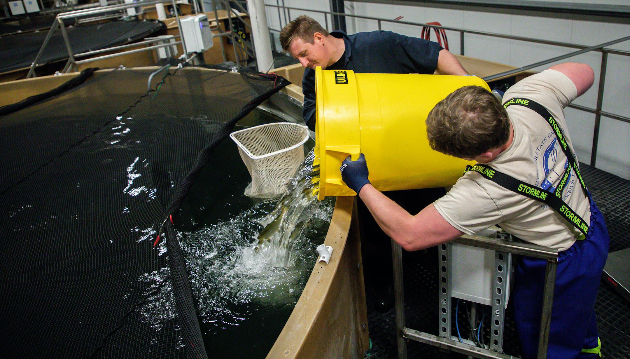 Aquaculture technicians Zed Leath, left, and Michael Schneider put back a sample of Atlantic salmon raised at AquaBounty Farms Indiana, a commercial fish farm in Albany, Ind., on Tuesday, April 30, 2019.(Zbigniew Bzdak/Chicago Tribune/TNS) ORG XMIT: 1325483