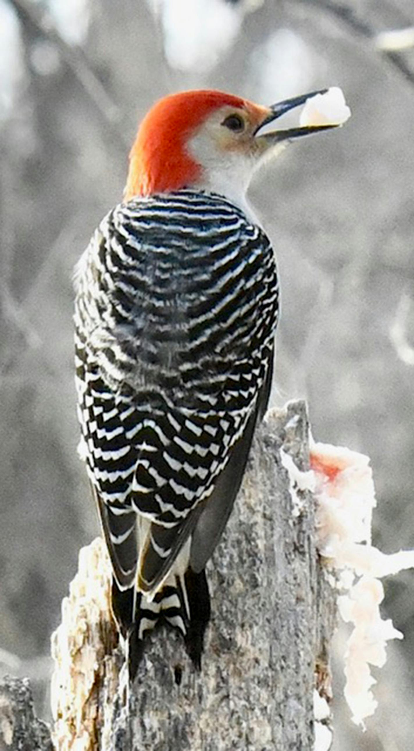 A red-bellied woodpecker is seen from the back with its bright red head and black and white feathers. It has a chunk of suet in its mouth.